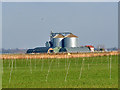 Cereal crop west of Crabb's Abbey Farm in PE34 3NR