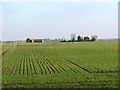 A cereal crop in the fens north of Hill Farm in PE34 3NR