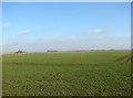Fenland fields north of Hill Farm in PE34 3NR