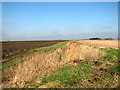 Fenland fields west of Crabb's Abbey Farm in PE34 3NR