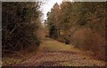 Track through York's Wood in HP18 9UP