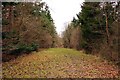 Grassy track in Bernwood Forest in HP18 9UP