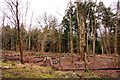 Stripped trees in York's Wood in HP18 9UP