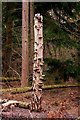 Fungi covered tree trunk in York's Wood in HP18 9UP