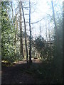 Woodland path in Nellington Wood in TN3 0AH