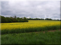Farmland near Oakley in RG23 7EY