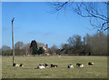 Sheep at Upper Grange in OX10 7AP