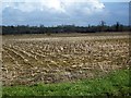 Maize stubble near Wallyer's Bridge in BA6 8FQ