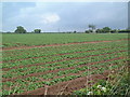Farmland near Knodishall in Friston