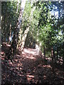 Footpath in Queens Spinney in TN3 9SY