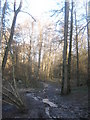 Footpath in Friezland Wood in TN4 8LU