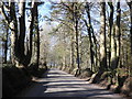 Tree-lined road, Upper Linhay in EX11 1JP