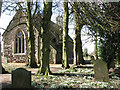 Snowdrops in the churchyard of St Mary's church in PE33 0EE