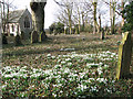 Snowdrops in the churchyard of All Saints church in PE33 0DA