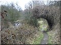 Overhanging bushes alongside Plants Brook in B76 1WE