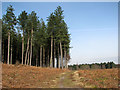 The edge of a clearing in Shouldham Warren in PE33 0DH