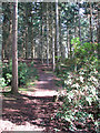 Unmarked path in Shouldham Warren in PE33 0DQ