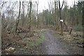 Footpath in the wood in RG31 5LE