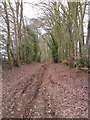 Avenue of beech trees at Broughton Down in SO20 8DA