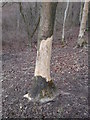 Badger scratching post inside Broughton Down Nature Reserve in SO20 8DA