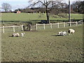 New born lambs at Redlands Farm, Horam, East Sussex. in TN21 0BT