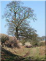 Farm track and oak tree near Seisdon, Staffordshire in WV5 7HA