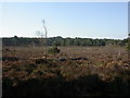 Avon Heath, heathland in St. Leonards and St. Ives