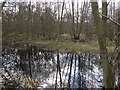 Damp deciduous woodland in Thetford Priory Ward