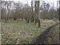 Path through the woodland in Thetford Priory Ward