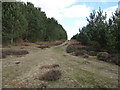 Track through Warren Wood in Thetford Priory Ward
