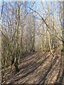 High Weald Landscape Trail in Ratsbury Wood in TN30 7DF