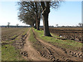 Trees growing on field boundary west of Paws Lane in PE32 1HR