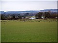 Brent Geese near Dell Quay in Appledram