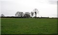 Faint footpath crossing a field between Beech Wood and Old Farm in TN12 7LN