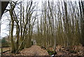 Beech Wood (4) in TN12 7LN