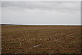 Field of Stubble near Cryals in TN12 7HW