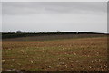 Field of stubble by an orchard in TN12 7HW