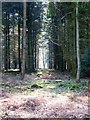 Spring sunshine in Godshill Inclosure in SP6 2AX