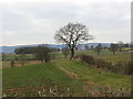 Panorama Near Bleathwood Common in SY8 4LE