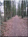 Path through the trees in RG24 9QY