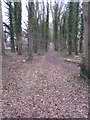 Pathway through the trees in RG24 9QY