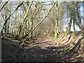 Footpath to Hongland near Collington Wood in TN30 7NQ