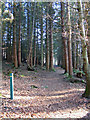 Path in Culloden Forest in IV1 2ZB