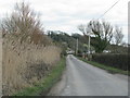 Reeds by the roadside in TA9 4BT