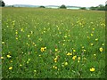 Buttercup Meadow, Hudnall in HP4 1QT
