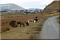 Fell ponies grazing by the roadside near Mungrisdale in CA11 0XF