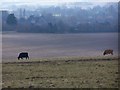 Cows grazing on downs with distant view of Downton in SP5 3QF