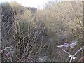 Overgrown railway cutting between Standlynch and Whaddon in SP5 3HD