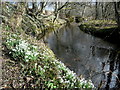Snowdrops by Aldie Water in IV19 1NF