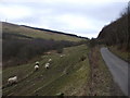 Sheep grazing on the steep hillside beside Bwlch Rd in SA11 3QS